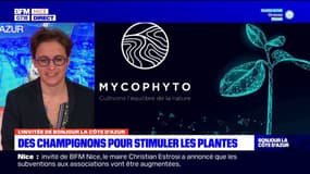 Côte d'Azur: des champignons pour stimuler les plantes