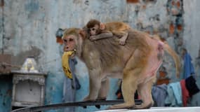 Des macaques dans les rues de New Delhi, en Inde