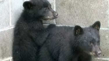 Les deux oursons ont été accueillis dans un refuge pour animaux sauvages.