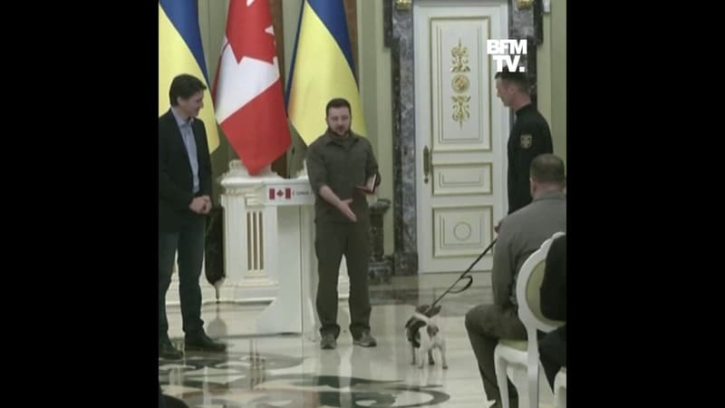 Guerre en Ukraine: Patron, le chien détecteur de bombes, a été décoré d'une médaille d'honneur par Zelensky