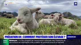 Alpes-de-Haute-Provence: comment les éleveurs protègent-ils leurs troupeaux?