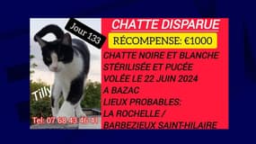 Après 133 jours sans nouvelles de la chatte prénommée Tilly, la famille Hunt a décidé de lancer un appel à l'aide sur les réseaux sociaux et offre désormais une récompense de 1.000 euros à celui qui la retrouvera. 