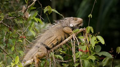 Un iguane au Panama (Photo d'illustration).