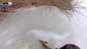 Le sauvetage de 3 chevreuils prisonniers d’un lac gelé