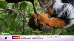 Chasses d'oiseaux traditionnelles: le Conseil d'État suspend les nouvelles autorisations