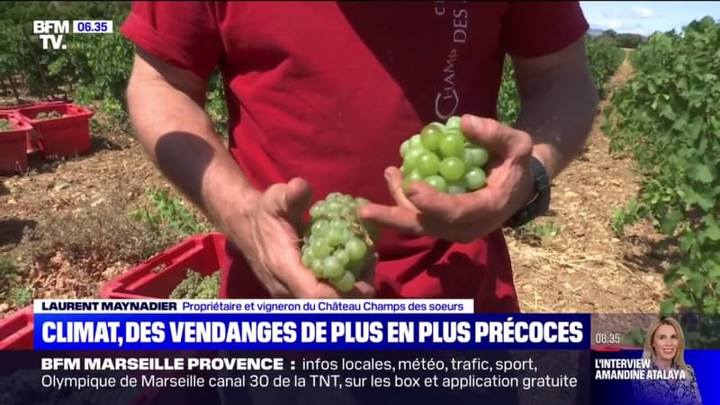 Des vendanges historiquement précoces à cause de la sécheresse