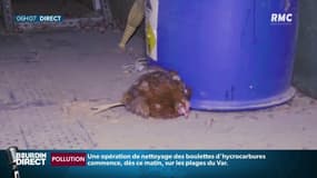Poules en cage, entassées, cannibalisme: une nouvelle vidéo accable le 1er producteur d'oeufs français