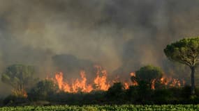 Incendie près de Gonfaron, dans le Var, le 17 août 2021