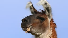 Un lama (Photo d'illustration)