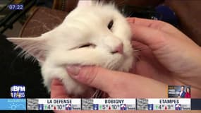Paris Découverte : Des animaux de compagnie à découvrir au "Paris Animal Show"