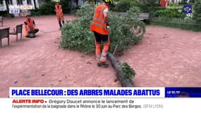 Lyon: des arbres malades abattus place Bellecour