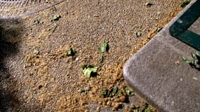 Amas de pollen dans les rues de Pigalle à Paris