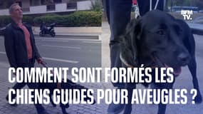 Voici comment des chiens guides aiguillent leurs maîtres malvoyants dans leurs déplacements