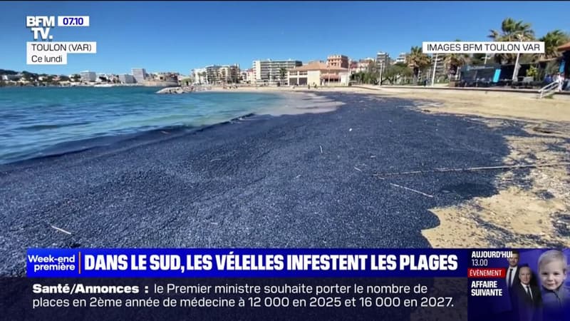 Des plages du sud de la France envahies par des vélelles, des organismes marins gélatineux