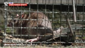 "Rats, peur sur la ville": revoir l'enquête de BFMTV