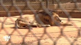 Au Venezuela, ce zoo tue les animaux malades pour nourrir les autres animaux
