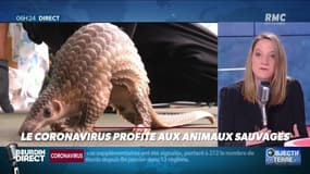Objectif Terre : Le coronavirus profite aux animaux sauvages - 04/03