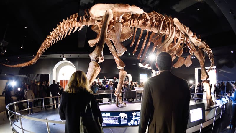 Le titanosaure long de 37 mètres trône au musée d'Histoire naturelle de la ville de New York