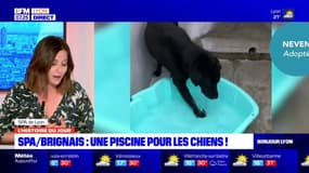 Histoire du jour: une piscine pour les chiens à la SPA de Brignais