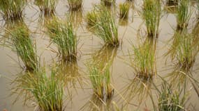 Différentes espèces de riz cultivées sur un site expérimental dans les marais du Cambridgeshire, dans l'est de l'Angleterre, le 14 octobre 2025.