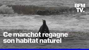 Un manchot royal regagne son habitat naturel après de longs mois de convalescence
