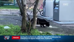 "Ca a un coût, c’est 5000 euros pour stériliser 70 chats": vers une obligation pour les municipalités de stériliser les chats errants?