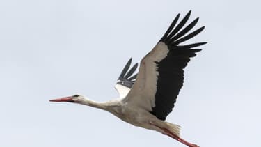 Une cigogne