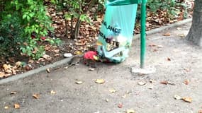 Pourquoi les rats prolifèrent à Paris?
