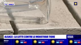 Bas-Rhin: l'Eurométropole veut lutter contre le moustique tigre