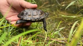 Une centaine de tortues cistudes ont été introduites dans un marais de Lauterbourg.