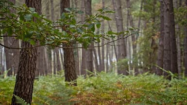 Une branche de chêne sous des pins dans la forêt domaniale de Mouliere, près de Poitiers, le 13 octobre 2023.