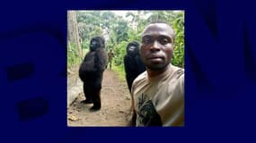 Ndakasi en 2019 sur le selfie avec son soigneur, qui l'a rendue célèbre à travers le monde.