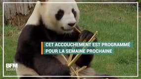 Huan Huan, la femelle panda du zoo de Beauval, attend un bébé