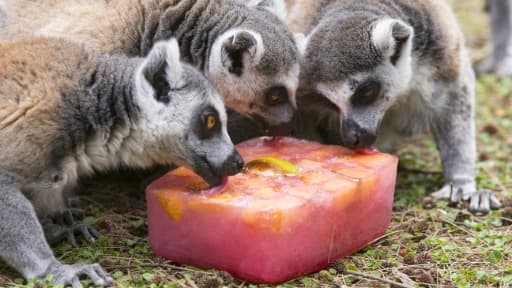 Des lémuriens lèchent un bloc de glace au zoo de Ramat Gan (nord de Tel Aviv) le 1er juillet 2015