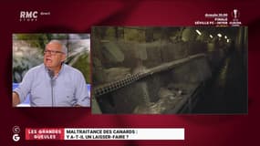 Maltraitance des canards : y a-t-il un laisser-faire ? - 20/08