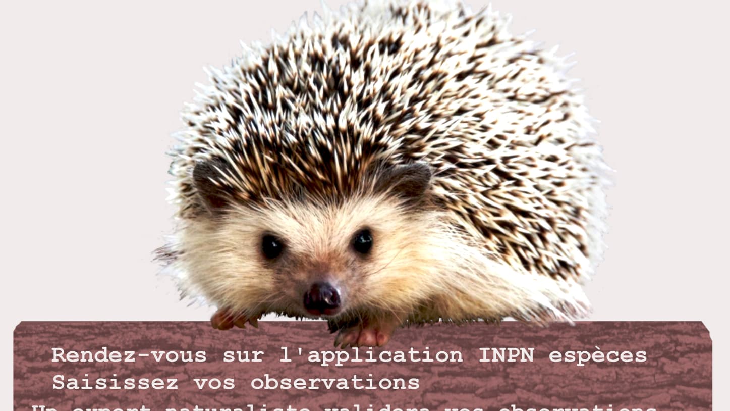 Le Muséum d'Histoire Naturelle mène l'opération de recensement jusqu'au 1er novembre.