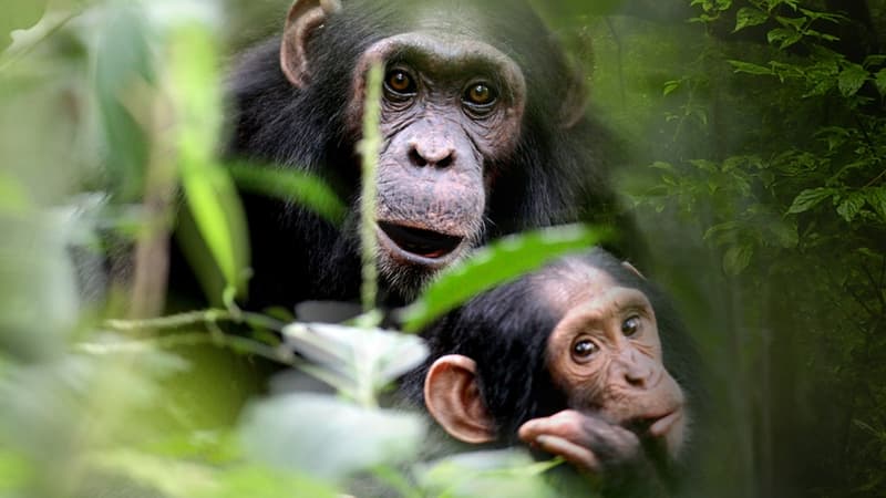 Sur la piste des grands singes, en ce moment au Museum national d'Histoire naturelle