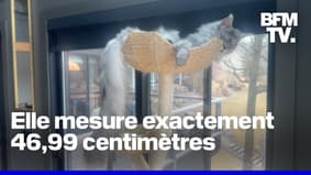 Ce chat détient le record du monde Guinness de la plus longue queue du monde