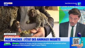 BFM Nice et vous: l'état des animaux inquiète au Parc Phoenix, une association réclame des documents