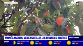 Monaco: la cueillette des oranges amères a débuté