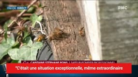 Haute-Loire: un couple entre la vie et la mort après avoir été attaqué par des milliers d'abeilles "enragées"