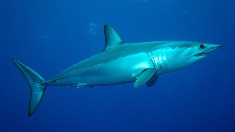 Un requin mako au large des Açores
