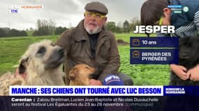 Dix chiens originaires de la Manche au casting du dernier film de Luc Besson