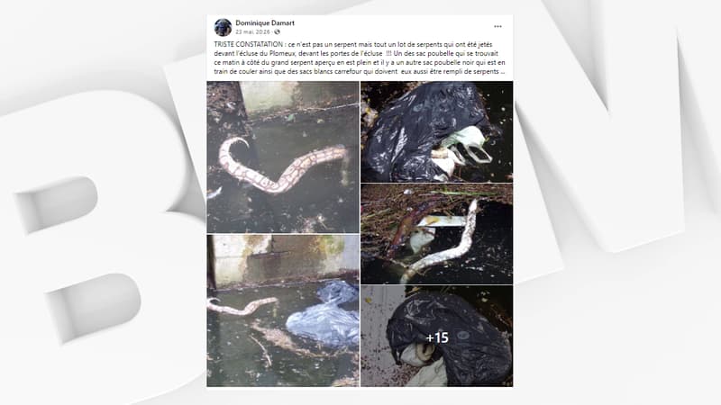 Nord: quinze serpents morts découverts dans le canal à Wasquehal, une enquête ouverte