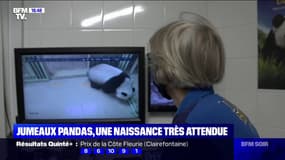 Au ZooParc de Beauval, la maman panda est sur le point de perdre les eaux