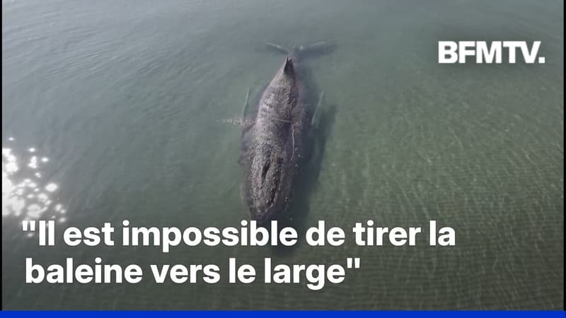 Allemagne: une baleine échouée peine à regagner les eaux profondes de la mer Baltique