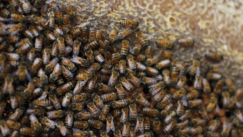 Une douzaine d'apiculteurs du Haut-Rhin ont récolté cet été un miel aux couleurs inhabituellement bleutées provenant des déchets de bonbons de la même couleur. Les butineuses délaissaient les fleurs des prés de Ribeauvillé au profit des sucreries entrepos