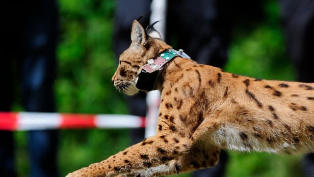Trois lynx de Slovaquie ont été lâchés, ce samedi, dans une forêt du Palatinat, dans le sud-ouest de l'Allemagne.  