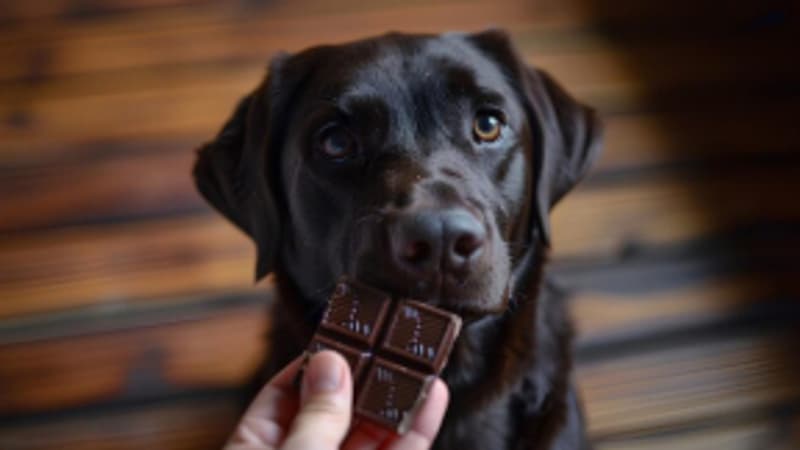 Chocolat, foie gras ou peau de volaille... Ces aliments sont toxiques pour votre animal de compagnie