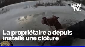 États-Unis: ce cheval, tombé dans un lac gelé, sauvé par sa propriétaire, ses proches et des policiers